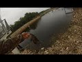cichlid