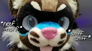Asmr A Curious Ferret Sniffs You Fursuit Asmr 3