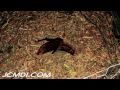 Decomposition - Importance to forensics Decomposition - Importance to forensics