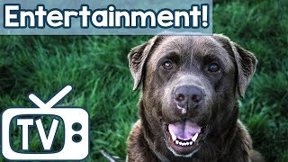 Animal Entertainment TV for Dogs! Hours of Sheep & Horse Footage for Dogs to Relax and Chill Out To!