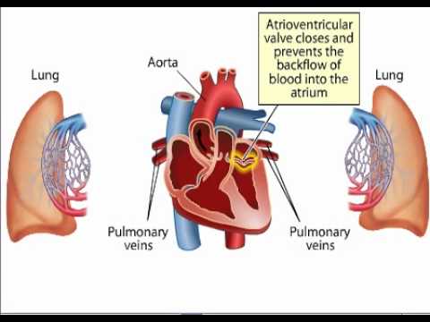 Blood circulation in Heart - YouTube