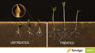 Control Root Knot Nematodes With Tervigo