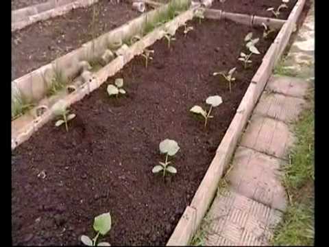 Посадка и уход за огурцами в парнике Посадка и уход за огурцами в парнике
