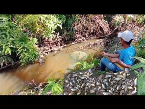 Set fish traps in spots where fish nest.