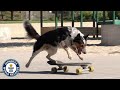 Fastest Skateboarding Dog - Guinness World Records