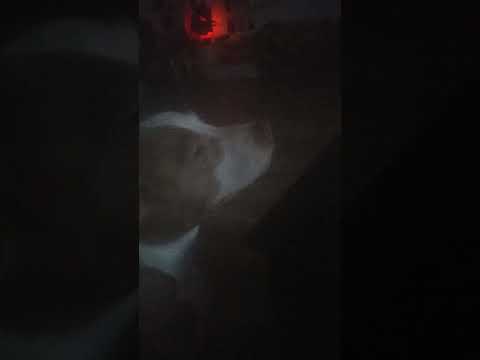 🐕