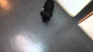 Patterdale Pups Jan 2016 12Wks Old9
