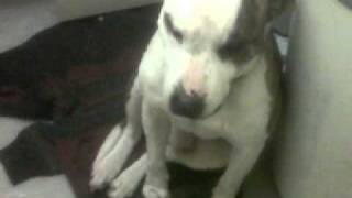 American Bull Dog Half Staffordshire Bull Terrier.