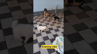 Evening Vibe Luzy,Lulu,Lara