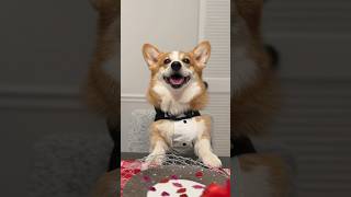 My Dog Has A Crush