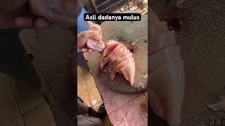 Asli Dada Ayamnya Mulus