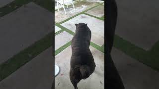 Treats Help Him Be More Obedient Lol