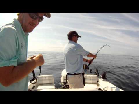 Baby Bronze Whaler
