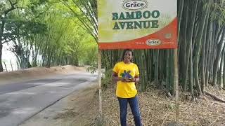 Jamaica Intensive Reading Clinic Regional Summer Reading Camp in St. Elizabeth.