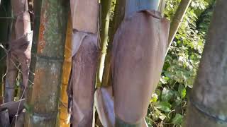 Giant Bamboo - Dendrocalamus Giganteus