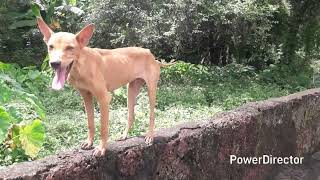 A Street Dog Is A Free-Spirited Aniten