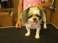 Male+shih+tzu+haircuts