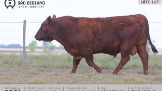 LOTE 117 - TOUROS ANGUS - LEILÃO VIRTUAL SÃO BIBIANO 2020