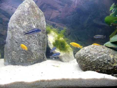 moving fish tank wallpaper. Juwel 400l Malawi Fish Tank