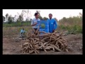 สารปรับสภาพดินตราดวงแก้ว