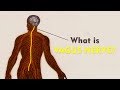 What Is The Vagus Nerve? | Vagus Nerve Explained | Brain, Mind Body Connect
