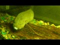 Lungfish feeding video