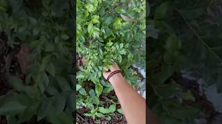 Evening Walk Fun & Garden Surprisetransplanting Tiny Curry Leaf Plant Prep Veg Noodles Dinner