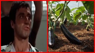 Padilcan Toplamaya Gi̇den Seri̇kli̇ Serik Dublaj