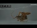 Spider avoids being eaten after sex by launching itself away at 88cm/s