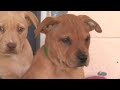 pups