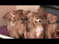 pups