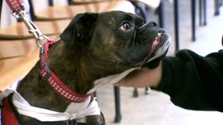 Therapy Dogs Researchers Studying Mental Health Benefits