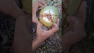 Hewan Pemakan Buah