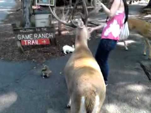 Poor Asian Girl Ganged By Animals