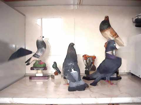 VIDEO DE PALOMA BUCHONAS video de paloma buchonas: