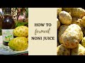 Fermented Noni Juice/ Morinda Citrifolia