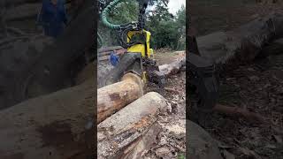 Enorme Pino Procesado Con Johndeere 1270G H425#Tree #Montains #Johndeere #Wood #Love #Viral #Machine