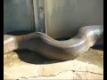 Il Serpente più lungo del Mondo (MORTO)