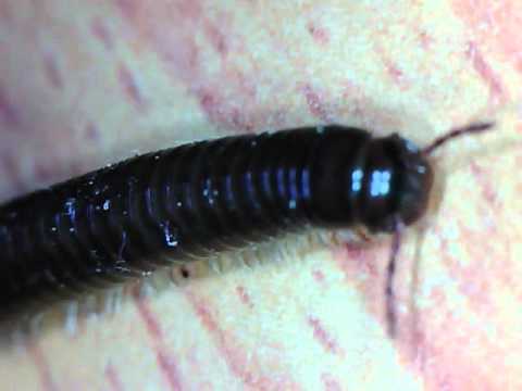 Centipede Australia