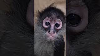 Molly And Teddy Our Sweet Spider Monkeys Showing Some Love
