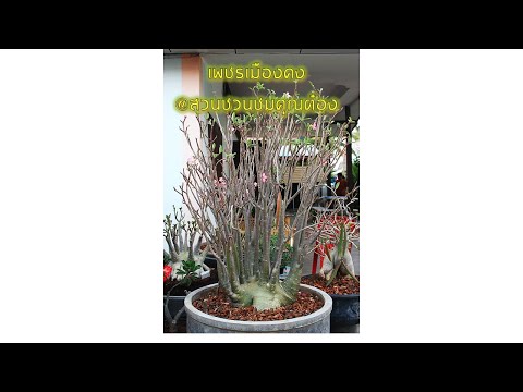 ชวนชมสายพันธุ์เพชรเมืองคง