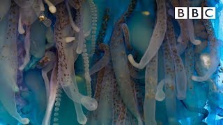 The deadly tentacles of the Portuguese man o' war | Blue Planet II - BBC One