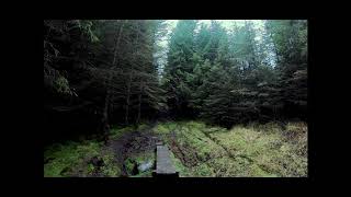 Grisedale Forest Lake District Walk Out With My Patterdale Terrier