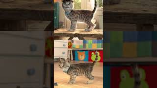 Funny Cats Cute Little Kitten Adventure  #Cutekitten #Littlekittenadventure #Littlekitten