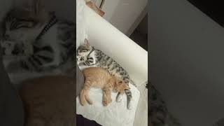 Kate Kuray - Shorts Anlamlı Kedi Videoları Komık Ve Seri Vlog Cat Asmr Yum