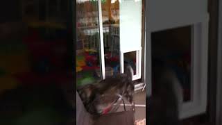 Electronic Plexidor Dog Door