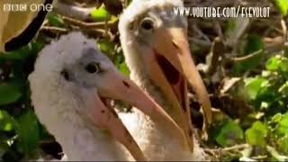 Пеликаны Смеются