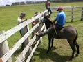 Gineteada em burro. burro xorão - youtube
