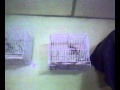 Mi primer video con algunos de mis pajaros