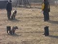 Экзамен по общему курсу дрессировки